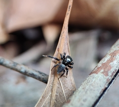 Maratus