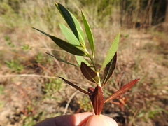 Stillingia sylvatica