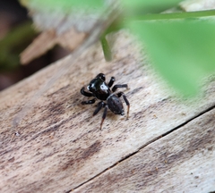 Maratus