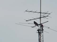 Parabuteo unicinctus