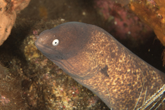 Gymnothorax thyrsoideus