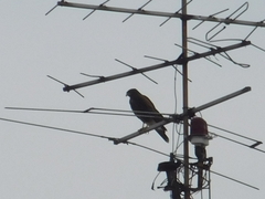 Parabuteo unicinctus