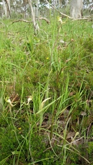 Diuris orientis