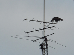 Caracara plancus