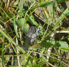 Tabanini