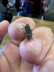 Melanophila consputa