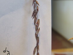 Bouteloua curtipendula