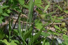 Rhionaeschna californica