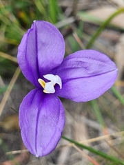 Patersonia occidentalis occidentalis