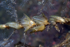 Pterelectroma physoides