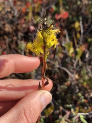 Solidago uliginosa