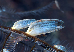 Pterelectroma physoides