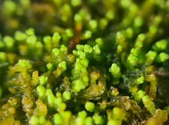 Odontoschisma denudatum