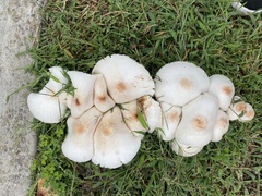 Neolentinus lepideus