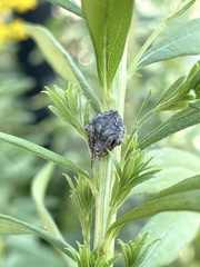 Eustala anastera