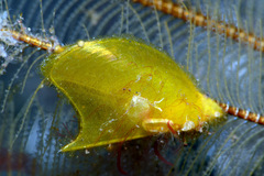 Pteriidae