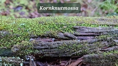 Odontoschisma denudatum