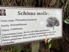 Schinus