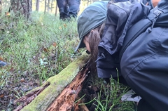 Odontoschisma denudatum