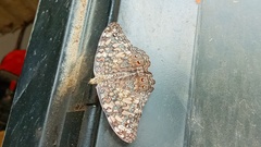 Hamadryas amphichloe