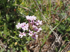 Glandularia berteroi