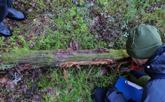 Odontoschisma denudatum