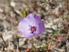 Clarkia tenella