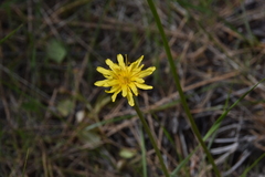 Nothocalais troximoides