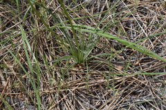 Nothocalais troximoides