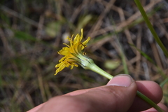 Nothocalais troximoides