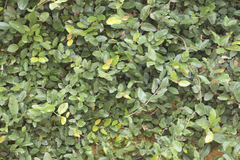 Ficus pumila
