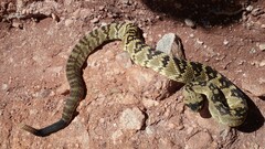 Crotalus molossus molossus