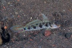 Yellowfoot Shrimpgoby photo 1