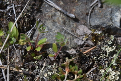 Acmispon denticulatus