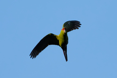 Enicognathus leptorhynchus