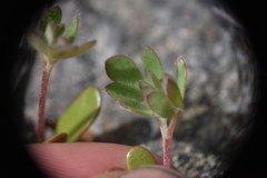 Acmispon denticulatus
