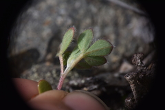 Acmispon denticulatus
