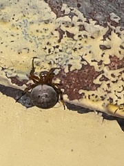 Araneus thaddeus