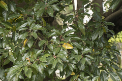 Syzygium nervosum