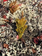 Dendrolycopodium hickeyi