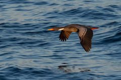 Poikilocarbo gaimardi