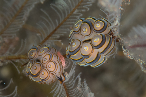 Doughnut Doto — seen at this dive site
