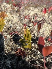 Dendrolycopodium hickeyi