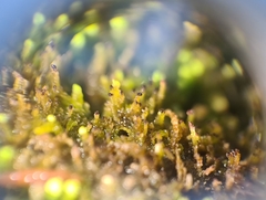 Crossocalyx hellerianus