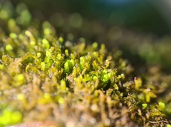 Crossocalyx hellerianus