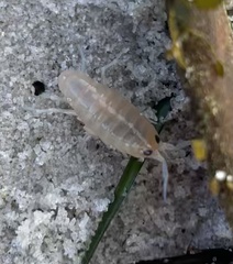 Megalorchestia corniculata