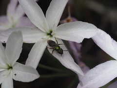 Callistochlora chloris