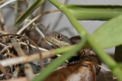 Tropidurus