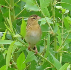 Euplectes franciscanus