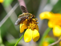 Poecilanthrax lucifer